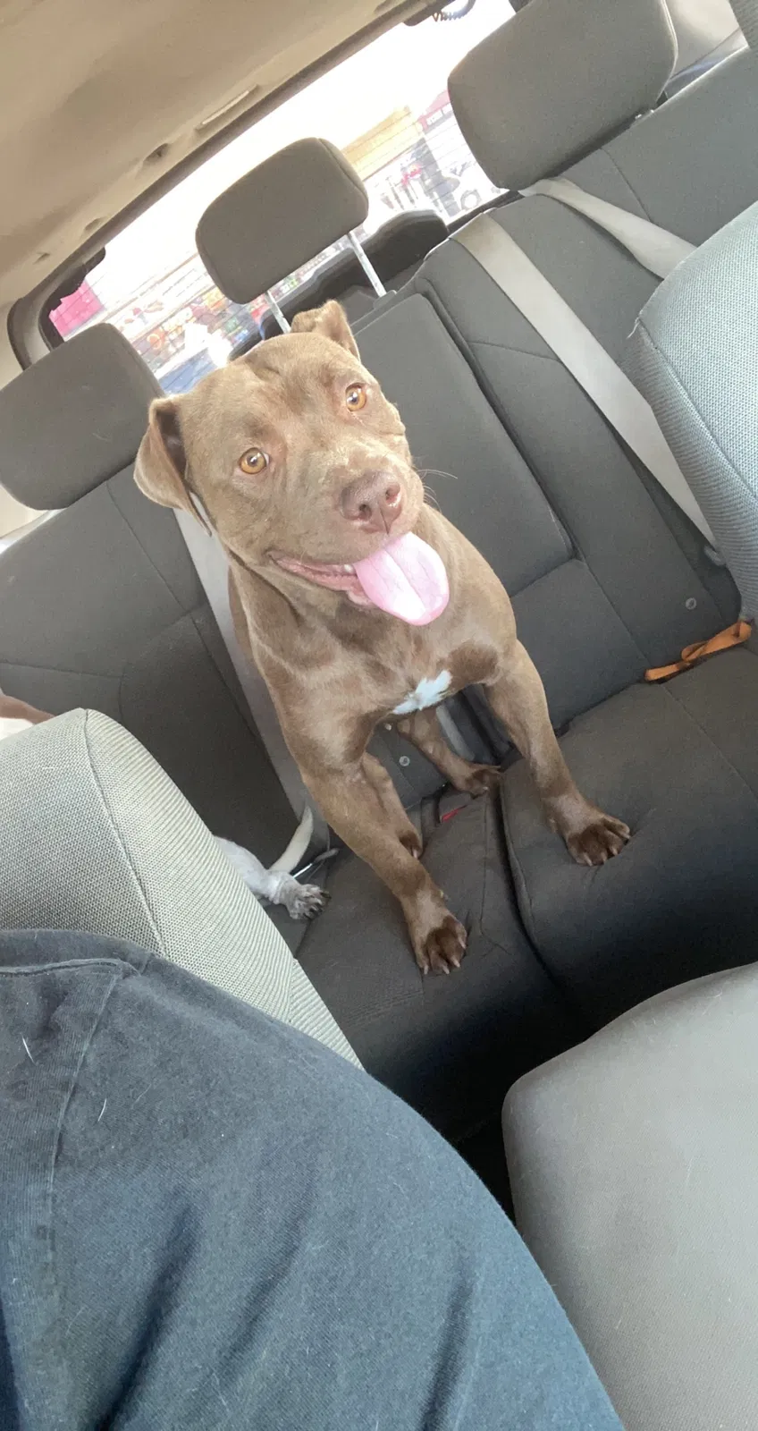 Lost dog in Guthrie, OK, 73044