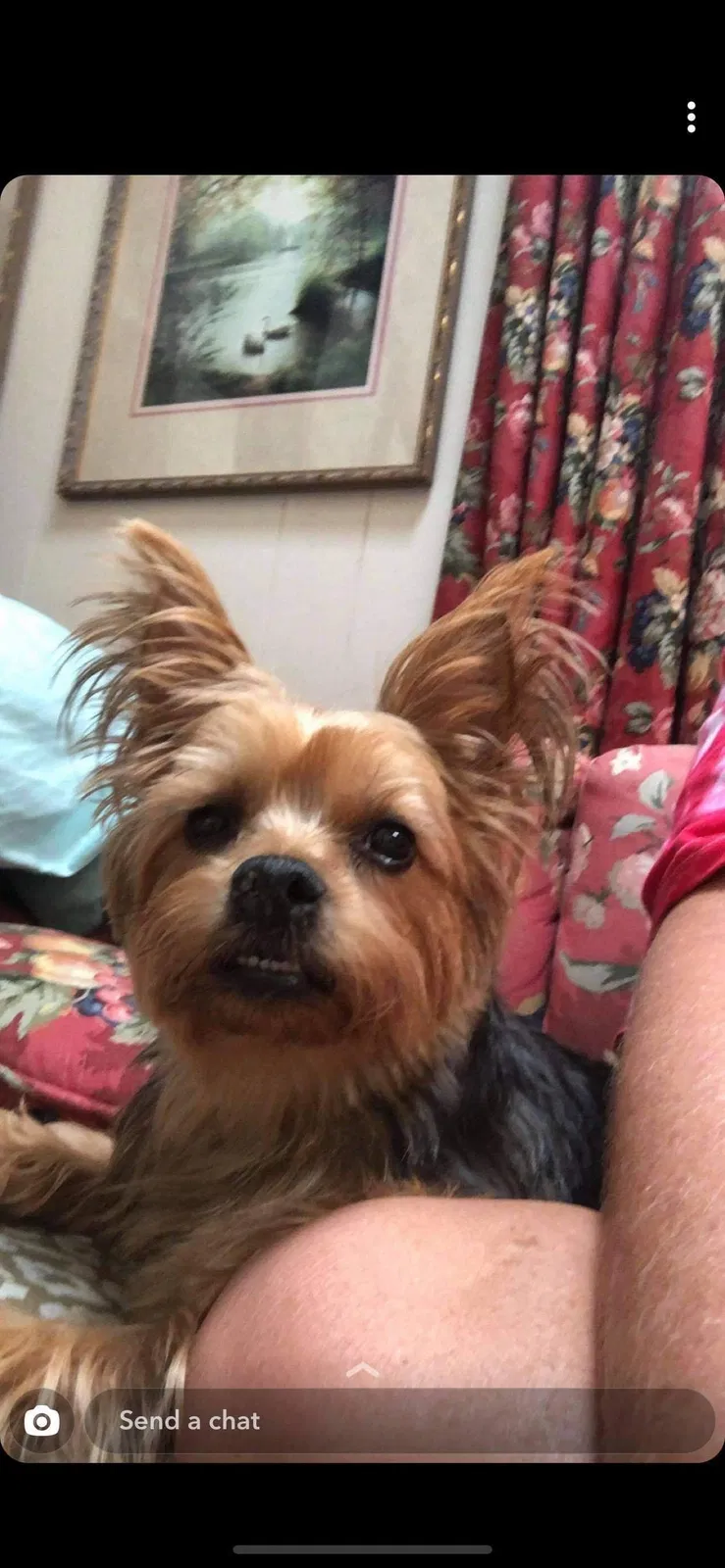 Lost dog in Tulsa, OK, 74136