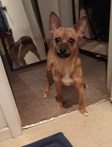 Lost dog in Baton Rouge, LA, 70811