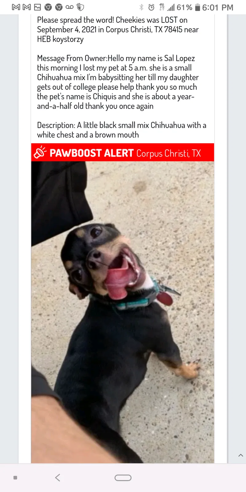 Lost dog in Corpus Christi, TX, 78415