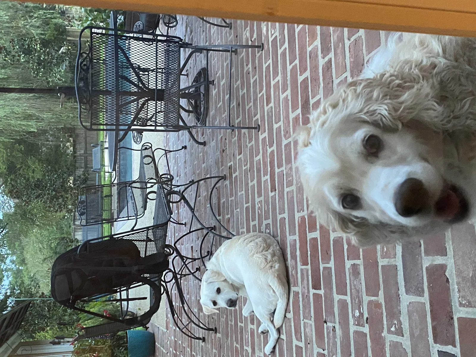 Lost dog in Baton Rouge, LA, 70810