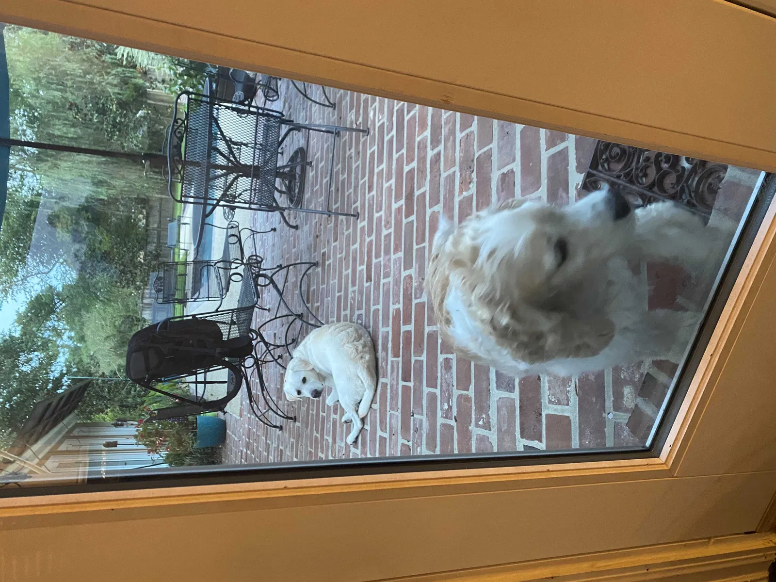 Lost dog in Baton Rouge, LA, 70810