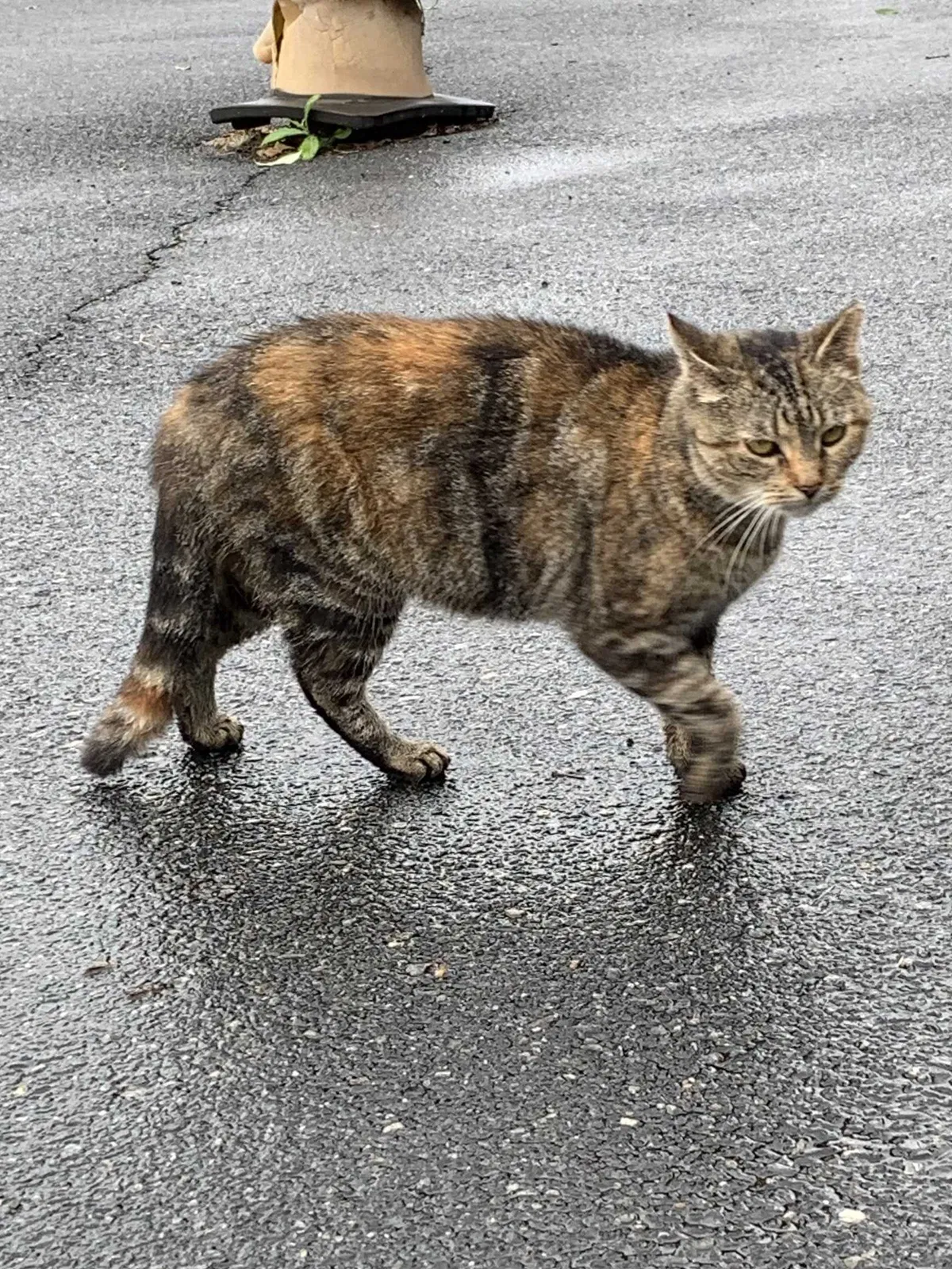 Found cat in Easton, PA, 18040