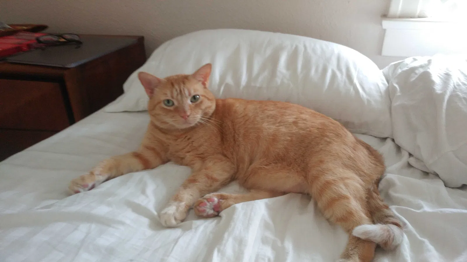 Lost cat in San Diego, CA, 92116