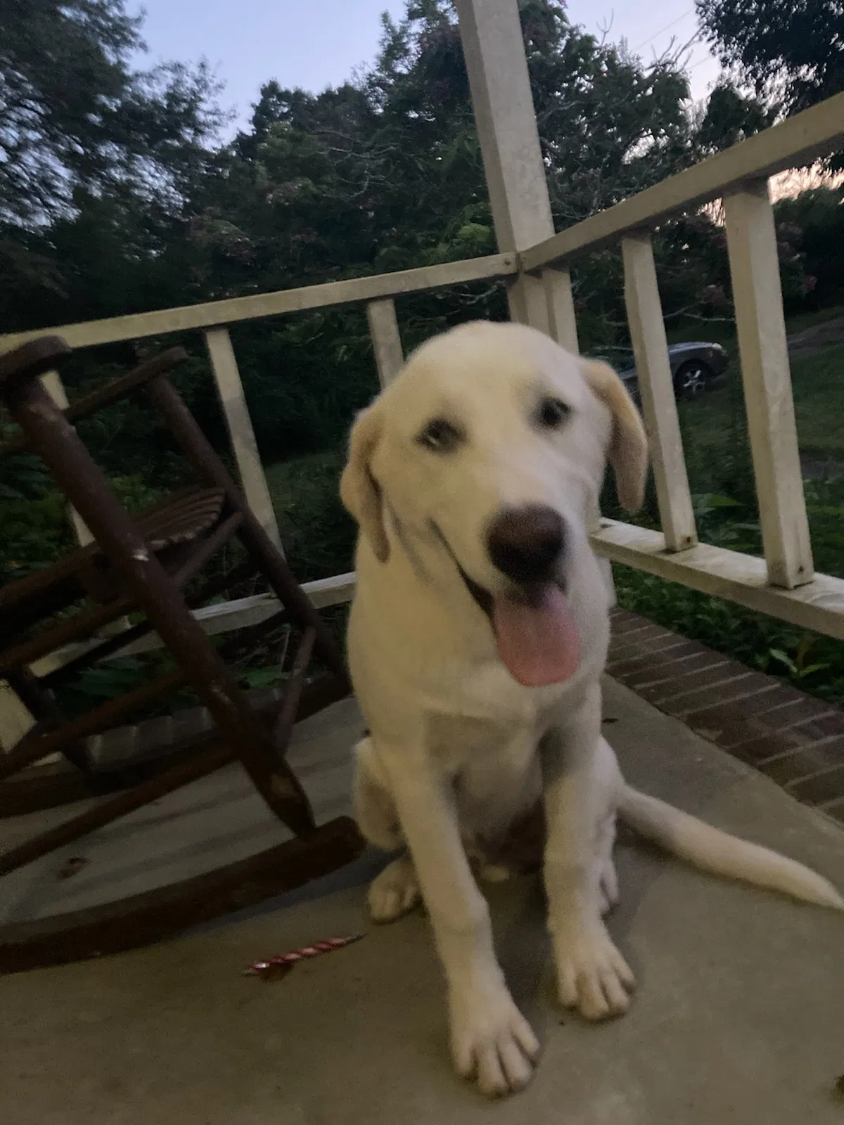 Found dog in Jemison, AL, 35085