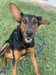 Found dog in Edinburg, TX, 78541