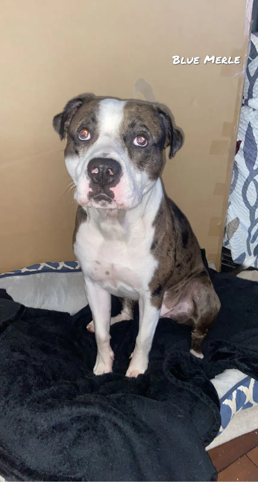 Lost dog in Gaston, SC, 29053