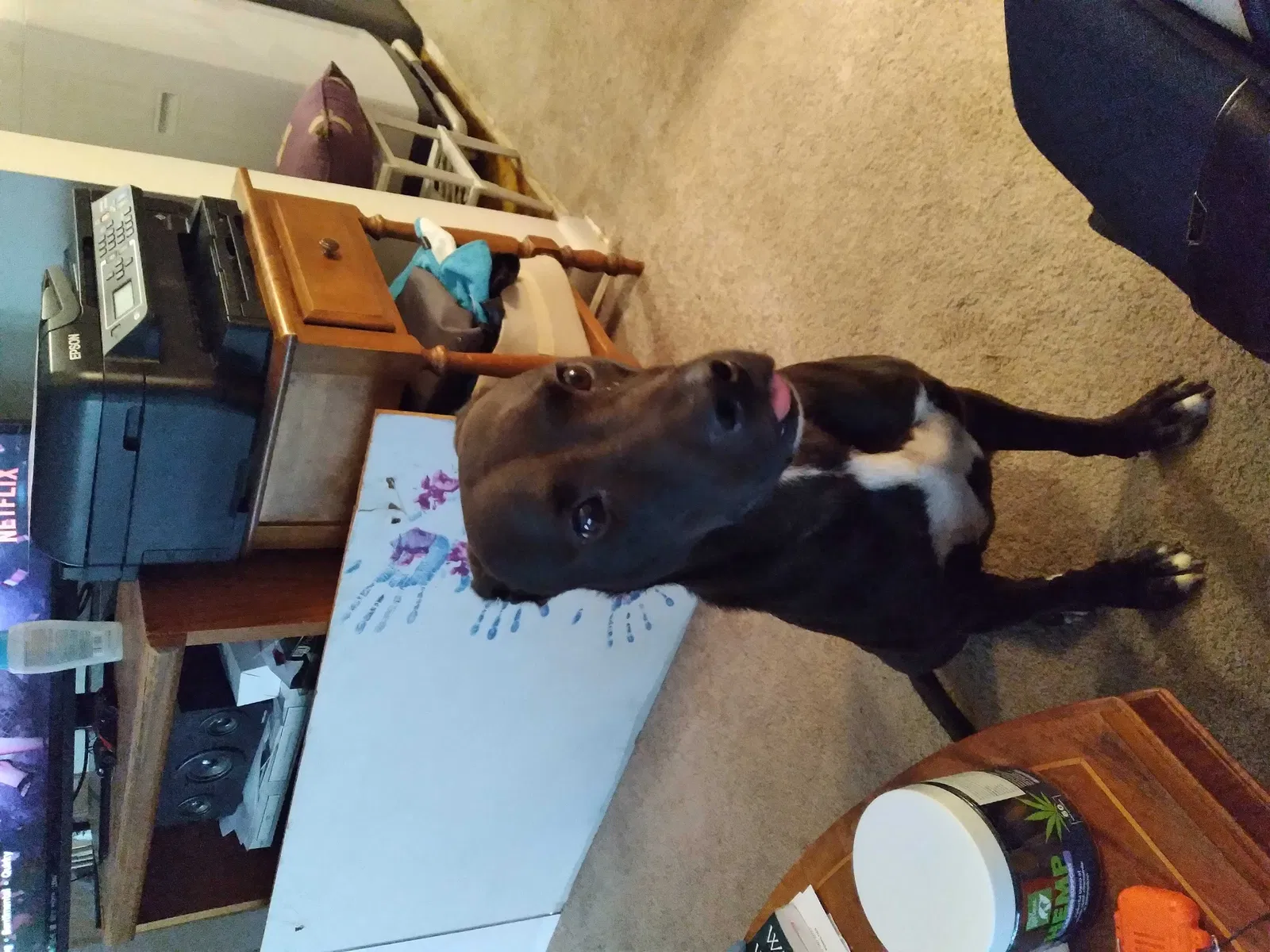 Lost dog in Greenbelt, MD, 20770