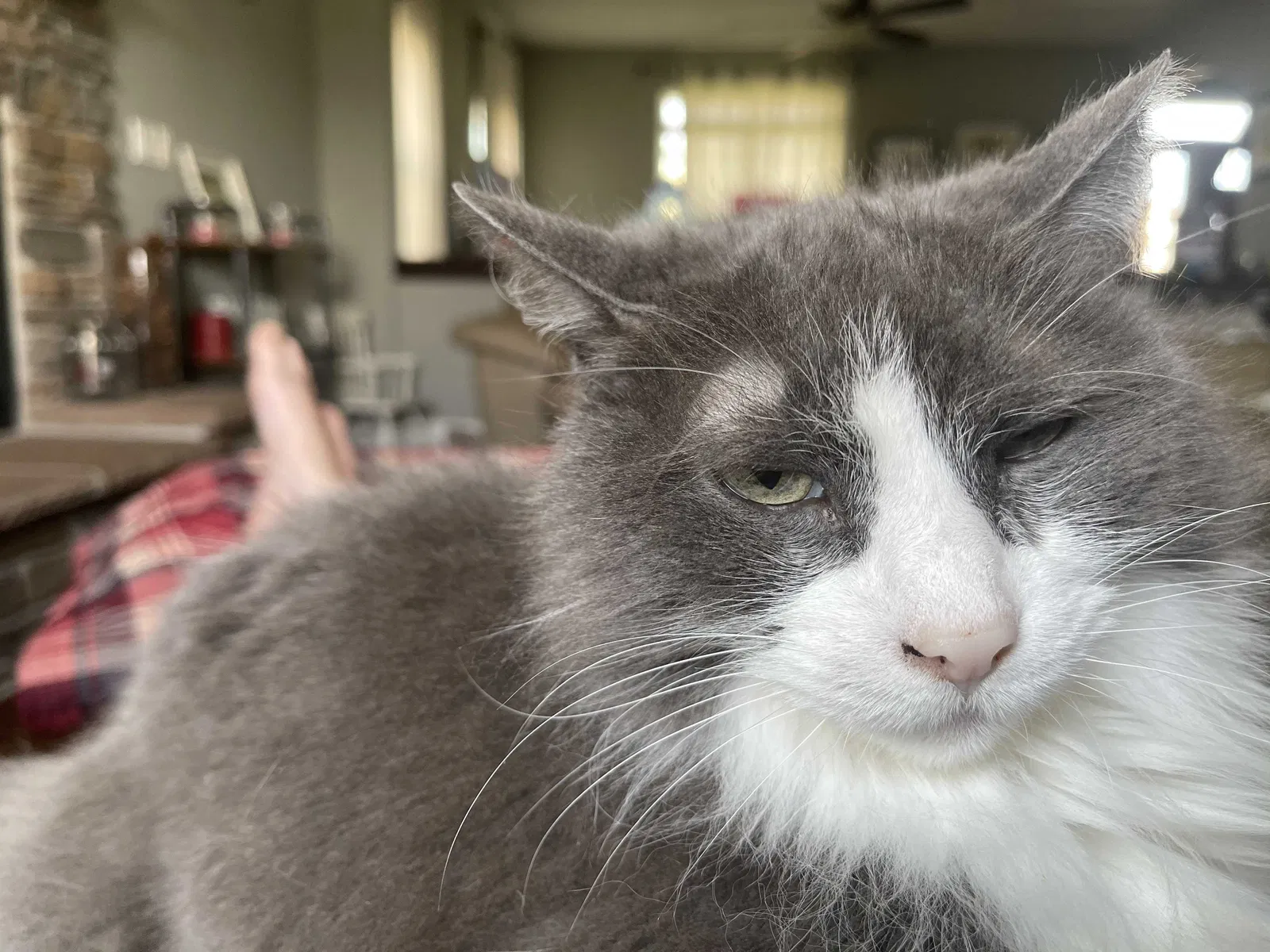Lost cat in Burlington, WI, 53105