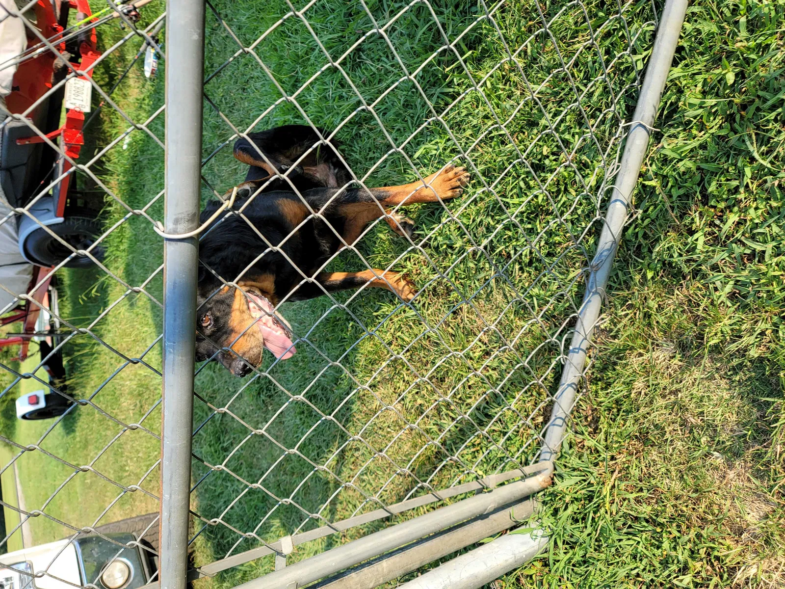 Found dog in Austin, AR, 72007