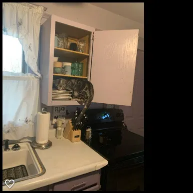Lost cat in Glenwood City, WI, 54013