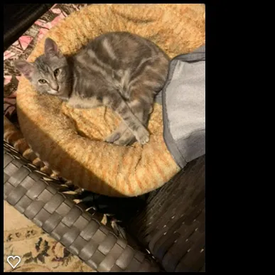 Lost cat in Glenwood City, WI, 54013