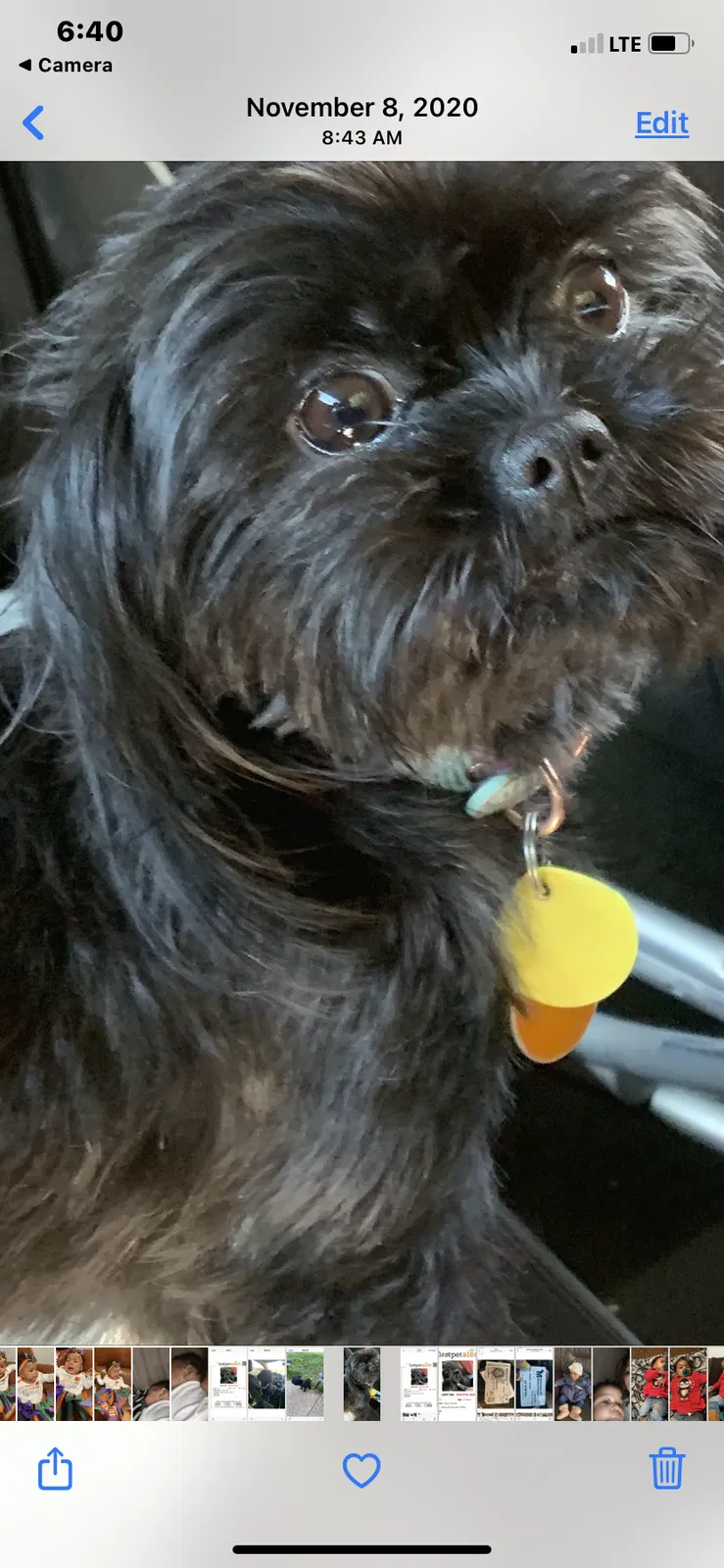 Lost dog in Hyattsville, MD, 20785