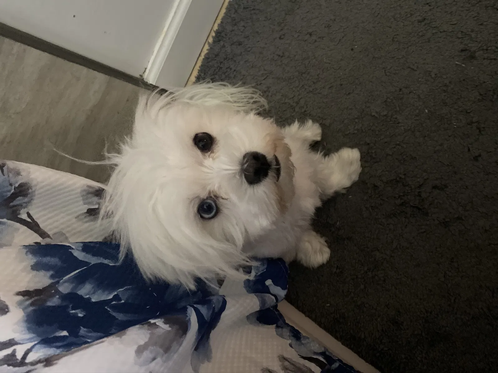 Lost dog in West Palm Beach, FL, 33406