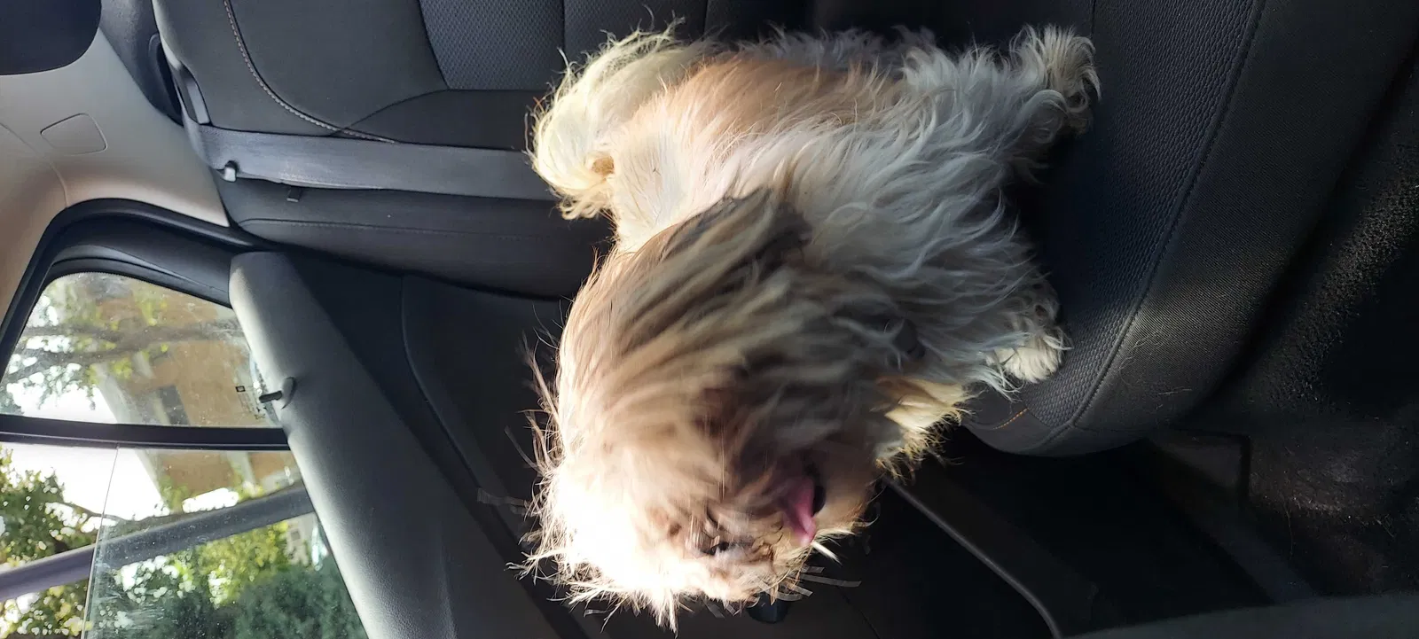 Found dog in Chicago, IL, 60636