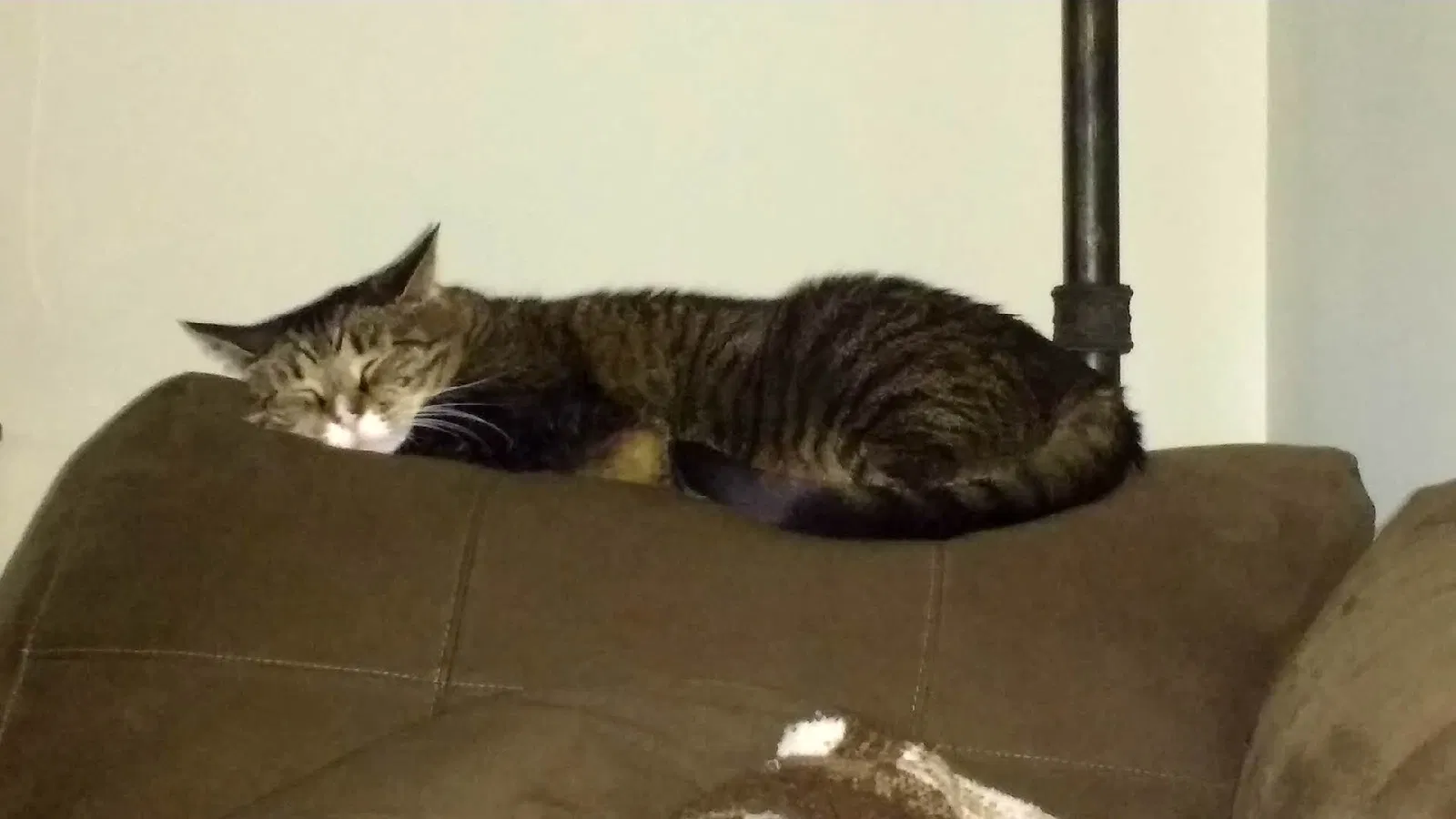 Lost cat in Holly, MI, 48442
