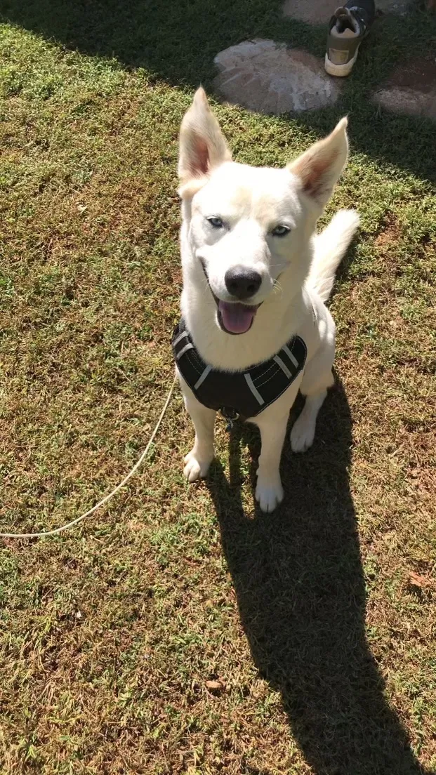 Lost dog in Salisbury, NC, 28147