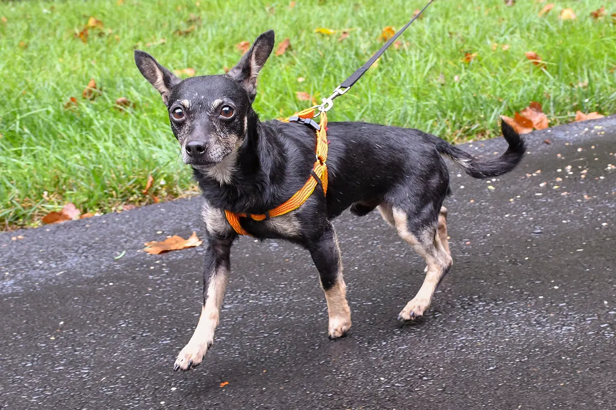 Lost dog in Ashburn, VA, 20148