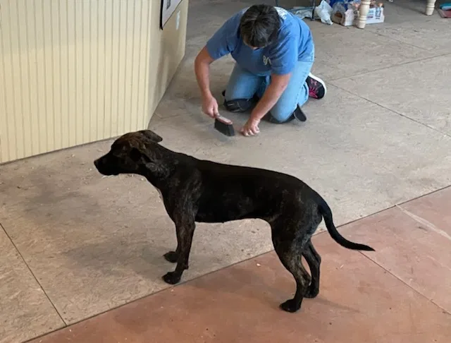 Lost dog in Austin, TX, 78729