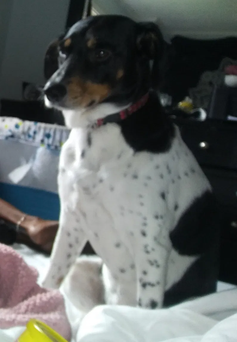 Lost dog in Douglasville, GA, 30134