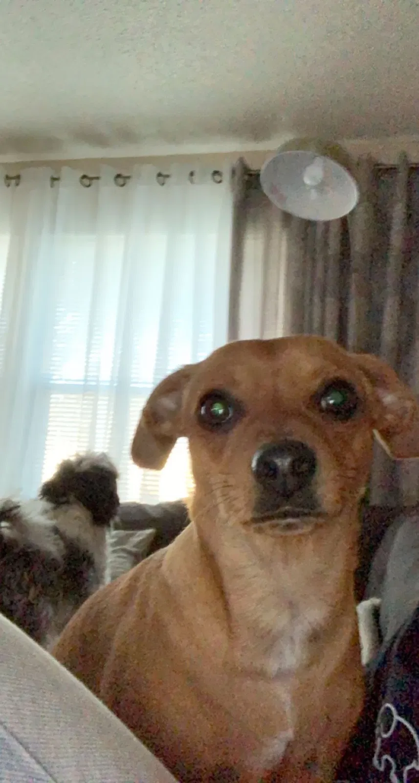 Lost dog in North Highlands, CA, 95660