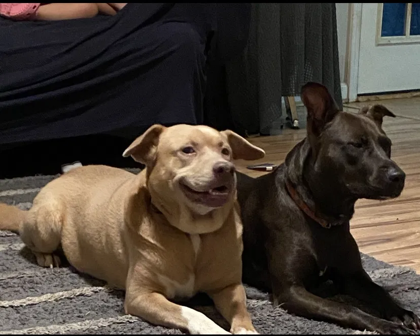 Lost dog in Villa Rica, GA, 30180