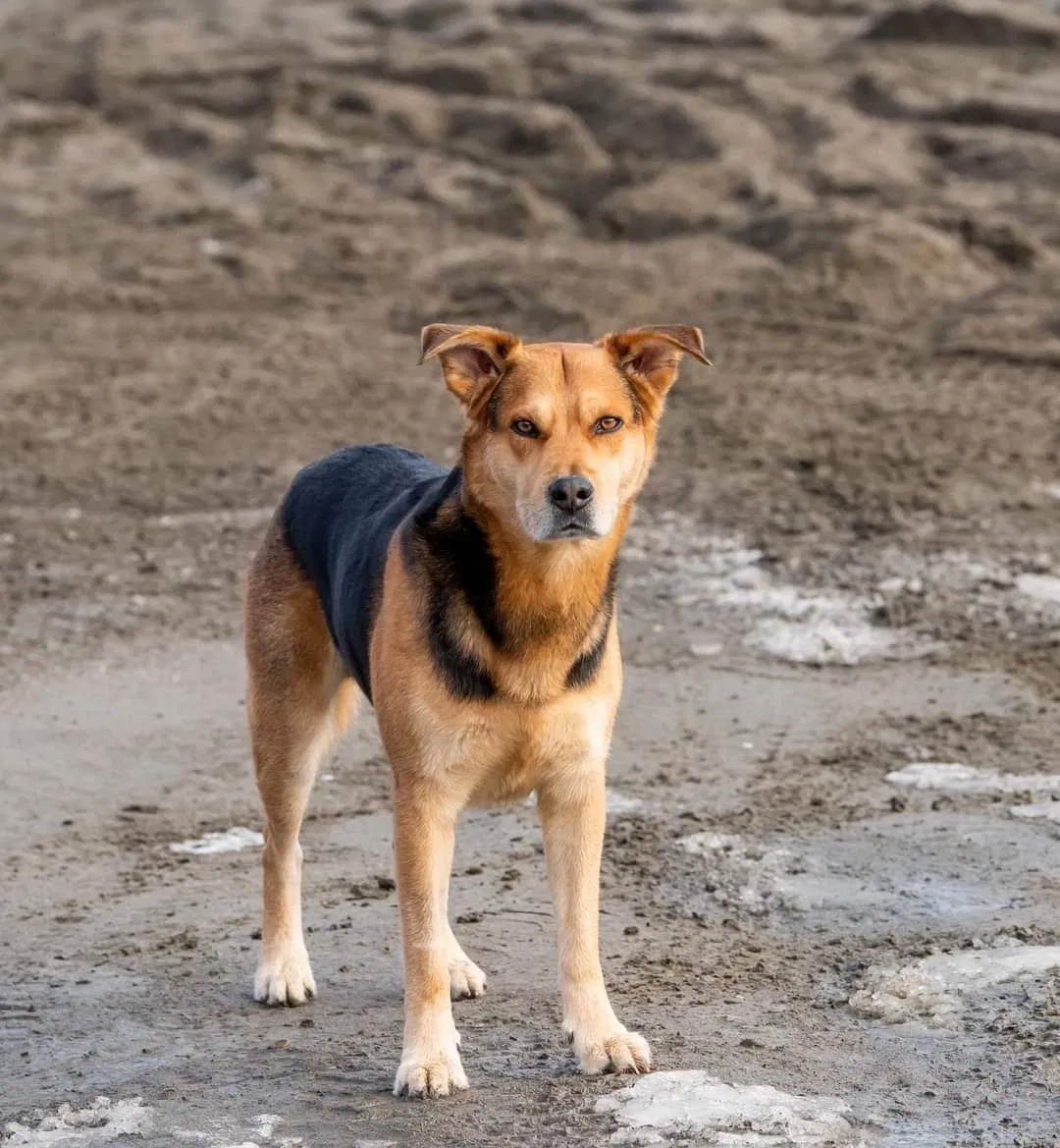 Lost dog in Fort Worth, TX, 76135