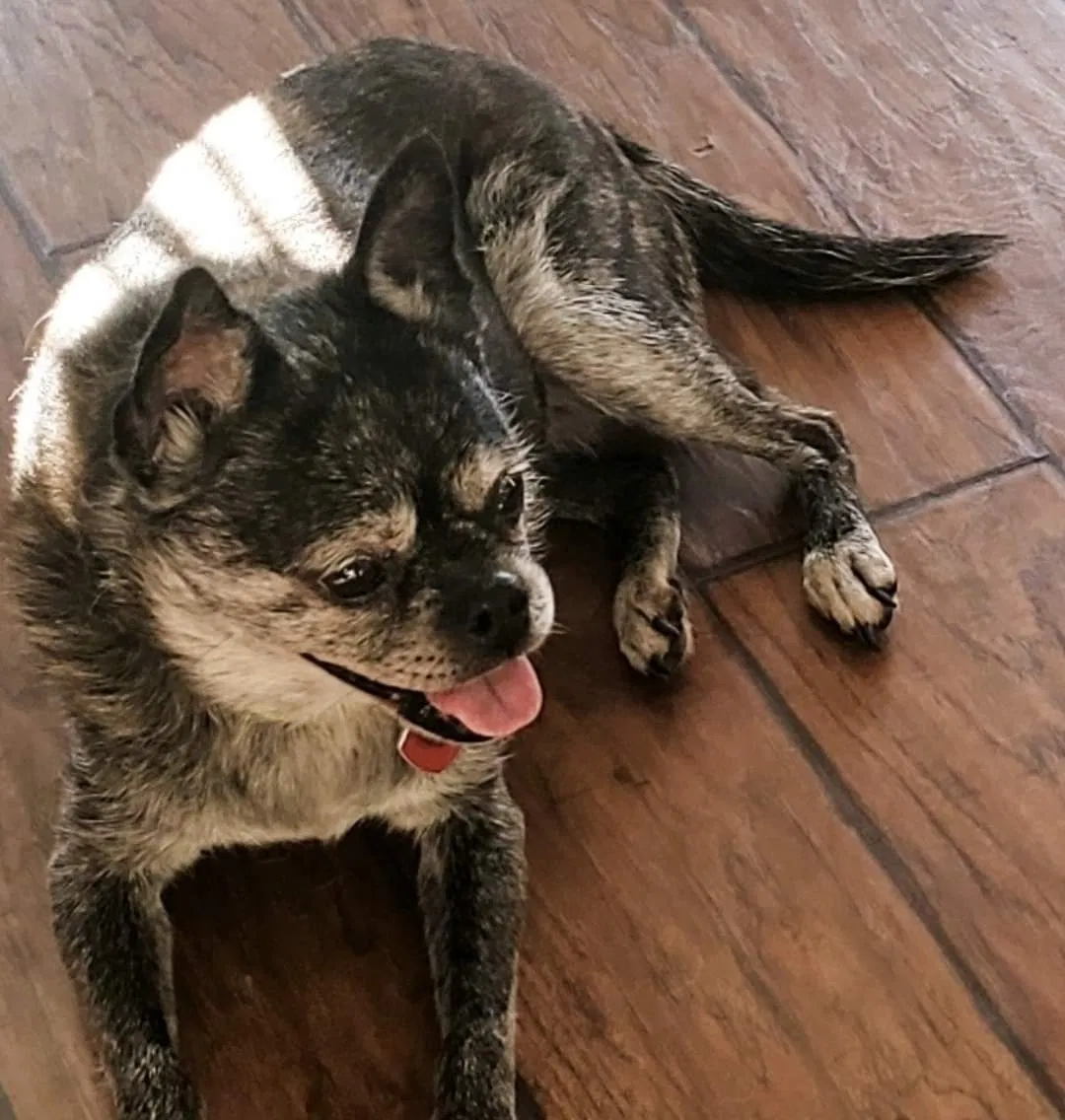 Lost dog in New Orleans, LA, 70117