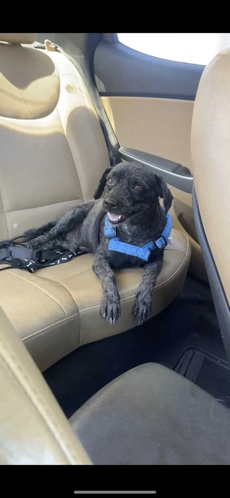 Lost dog in Albuquerque, NM, 87105