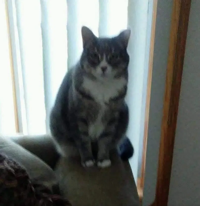 Lost cat in West Islip, NY, 11795