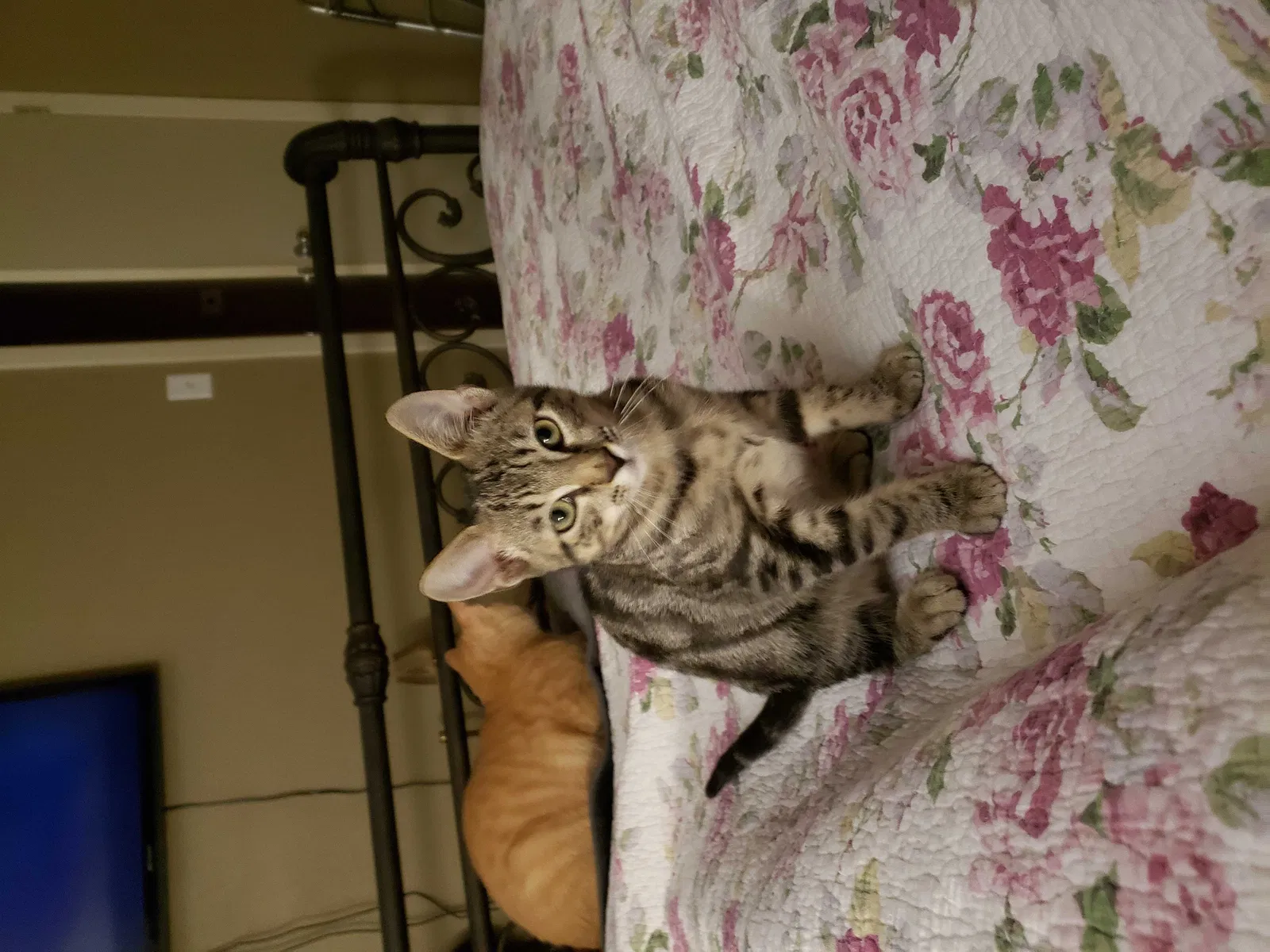 Lost cat in Silsbee, TX, 77656