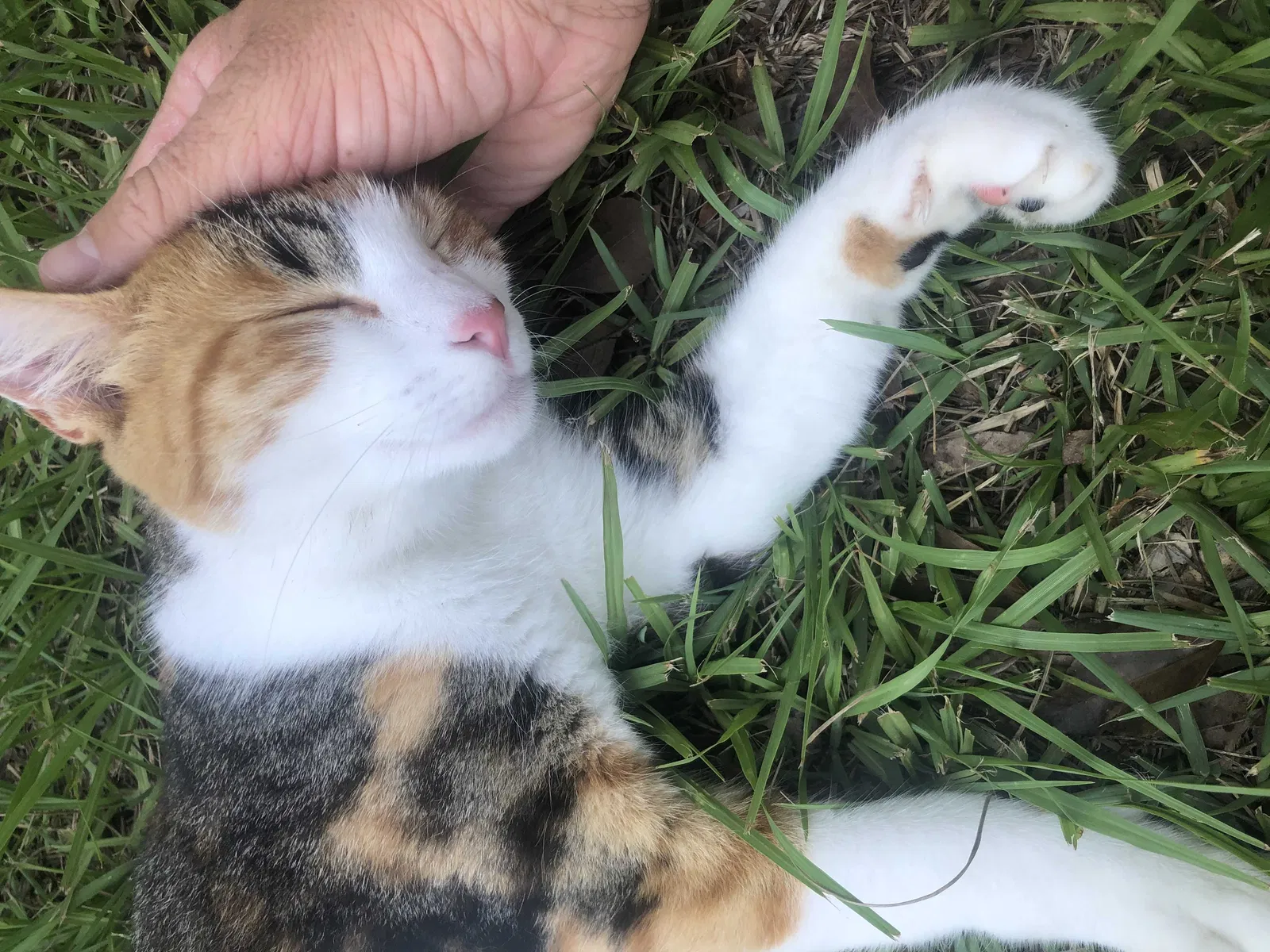 Lost cat in Clermont, FL, 34711