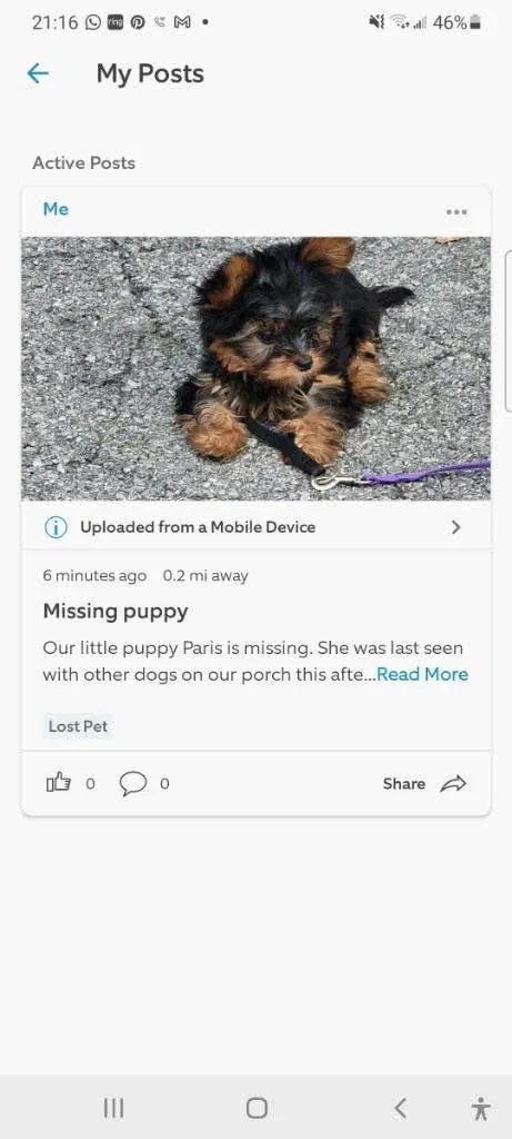 Lost dog in Shenandoah Junction, WV, 25442