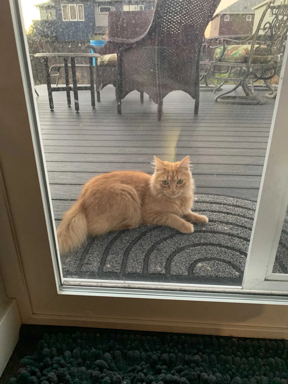Found cat in Marysville, WA, 98270