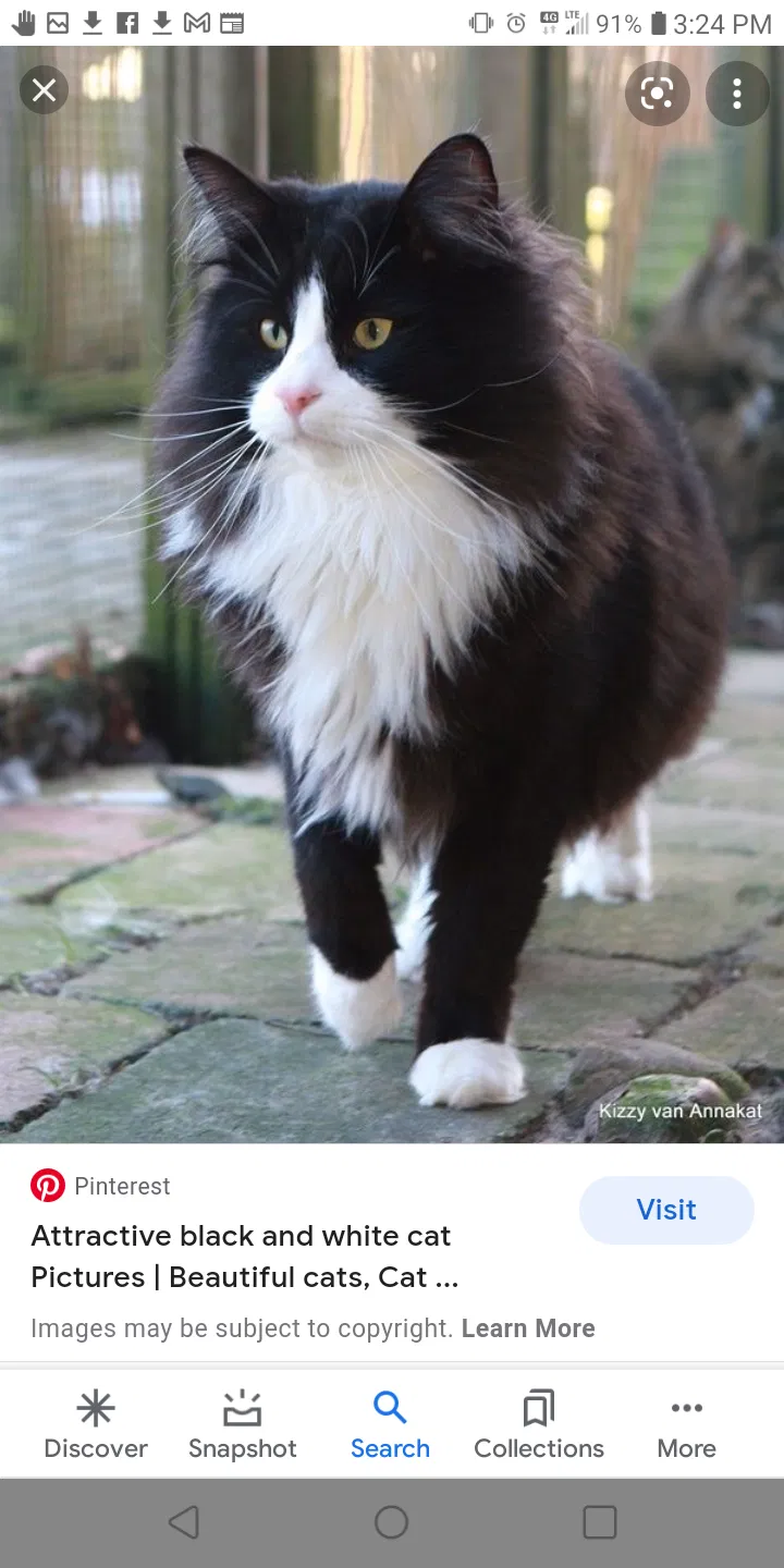 Lost cat in Spirit Lake, IA, 51360