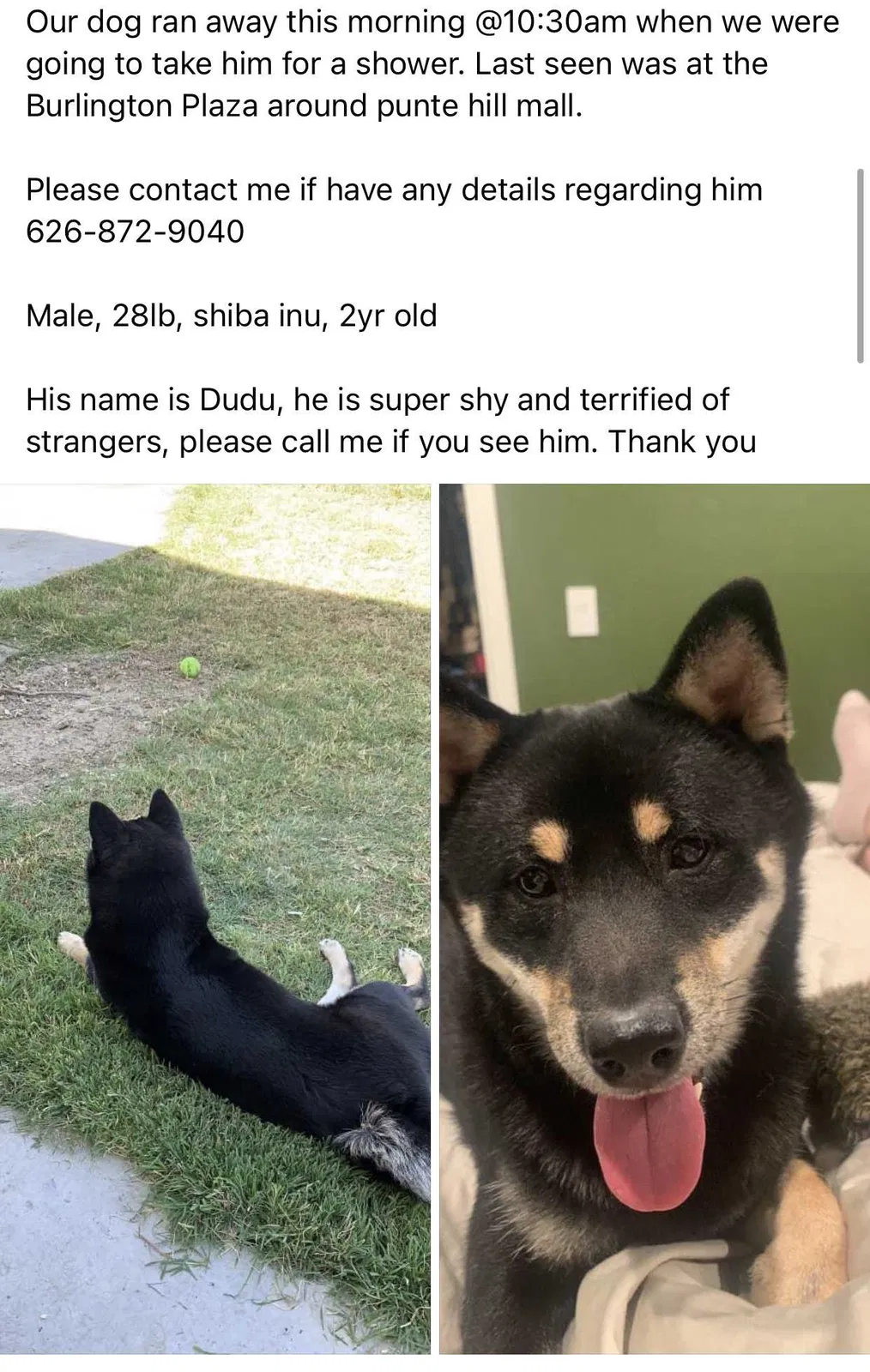 Lost dog in Rowland Heights, CA, 91748