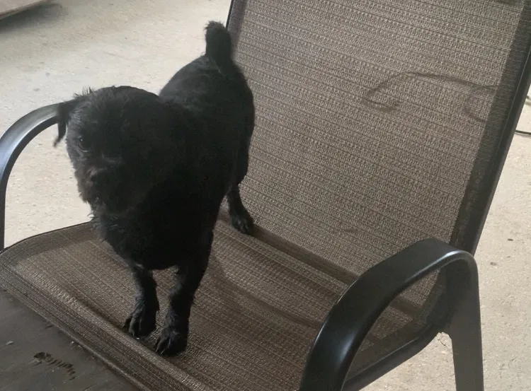 Lost dog in Waynesboro, MS, 39367