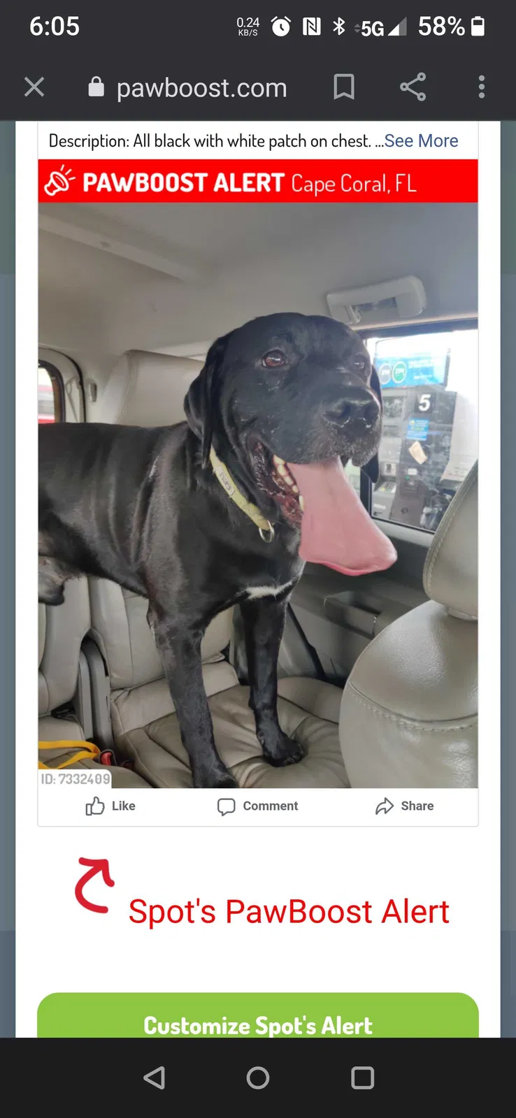 Lost dog in Cape Coral, FL, 33909