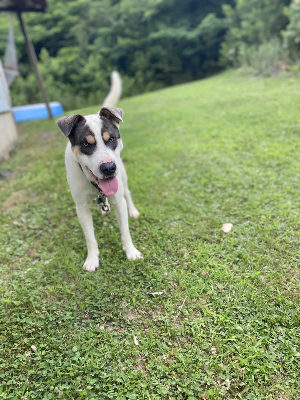Lost dog in Chatsworth, GA, 30705