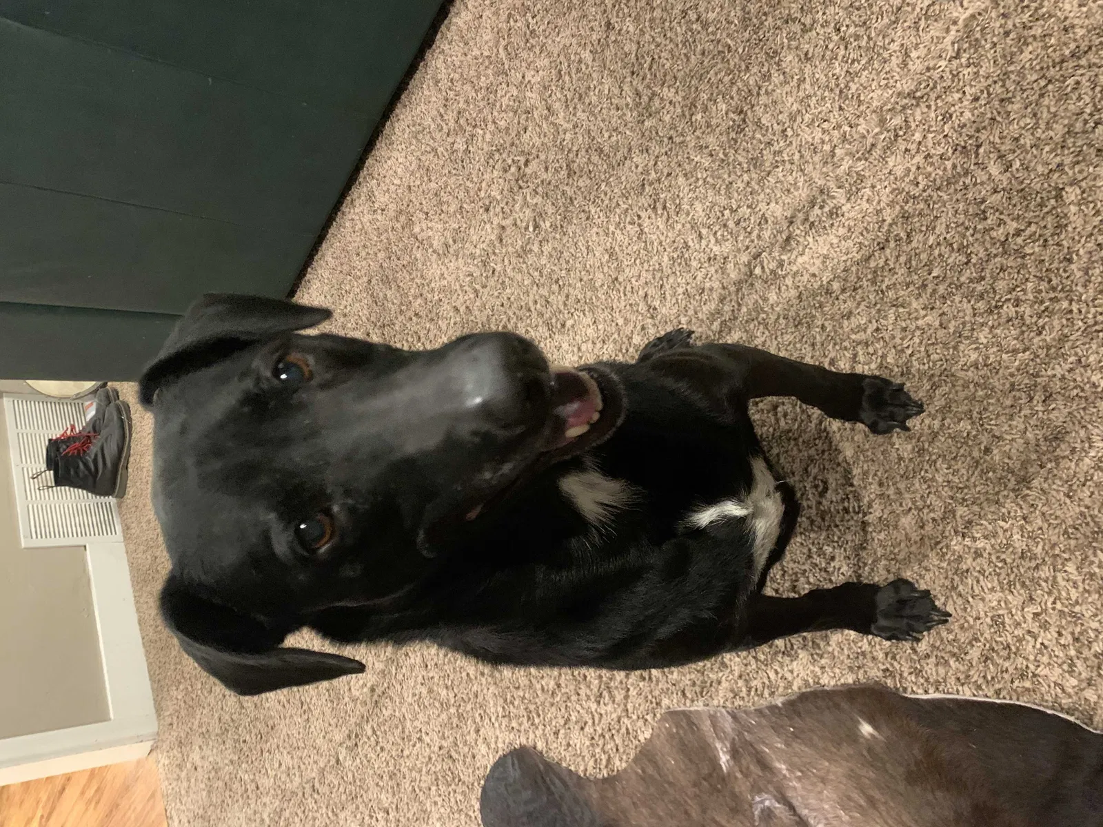 Lost dog in Midvale, UT, 84047