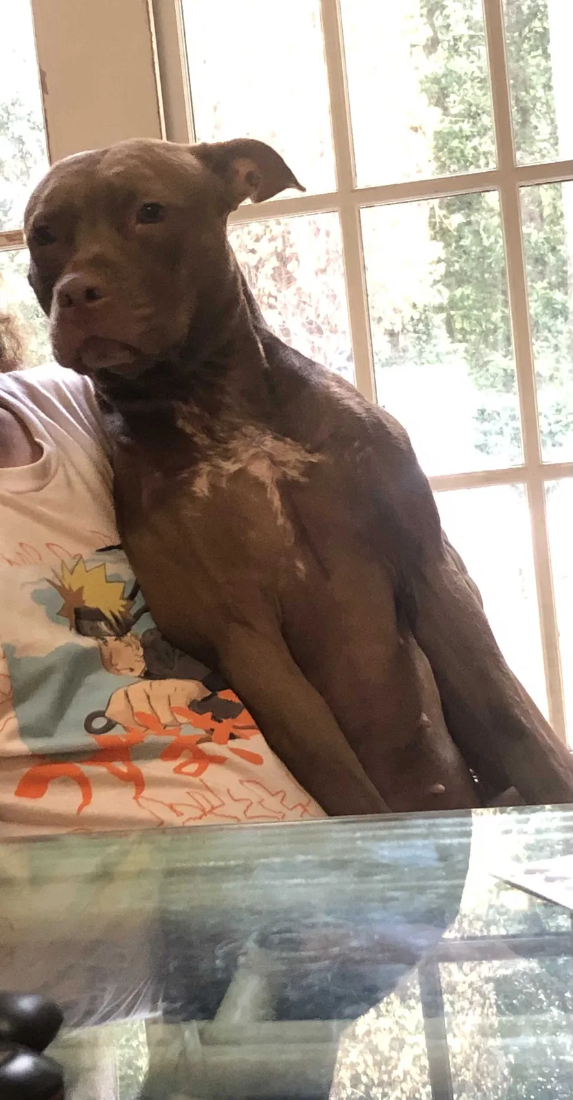 Lost dog in Bluffton, SC, 29910