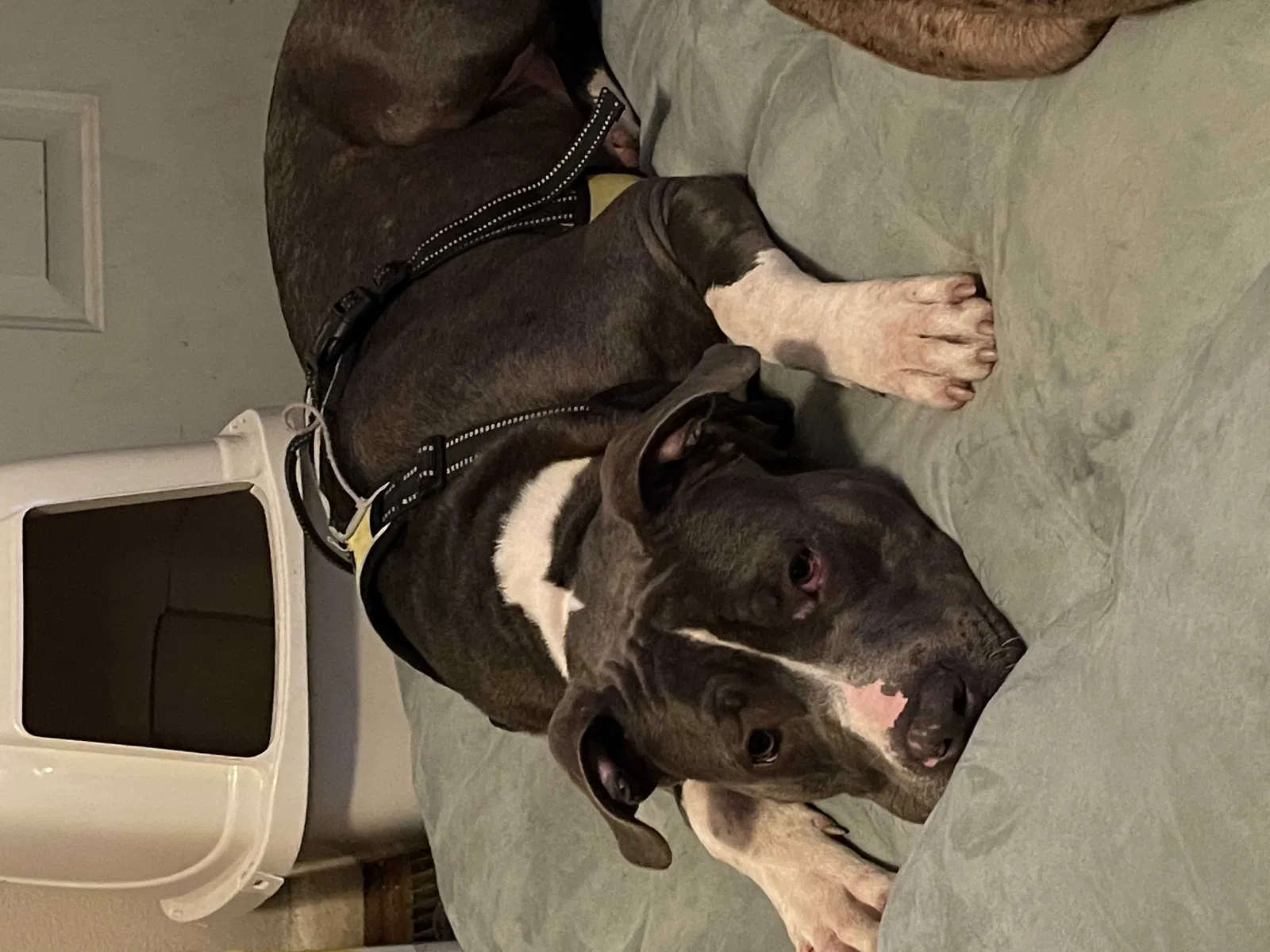 Lost dog in Fayetteville, NC, 28303