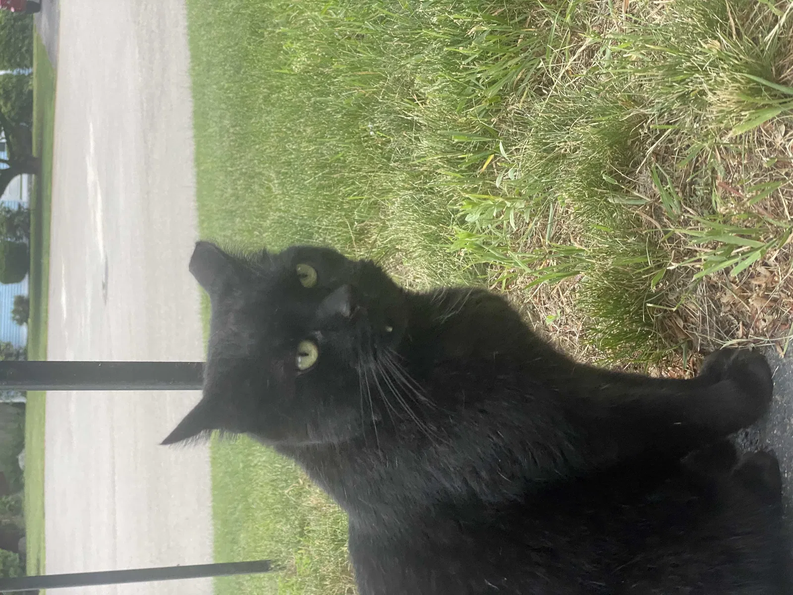 Lost cat in Holliston, MA, 1746