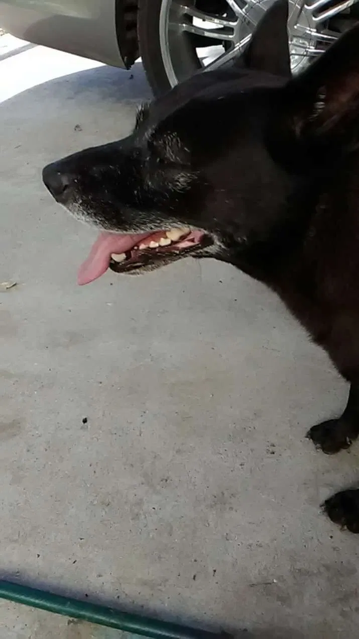 Lost dog in Collins, MS, 39428