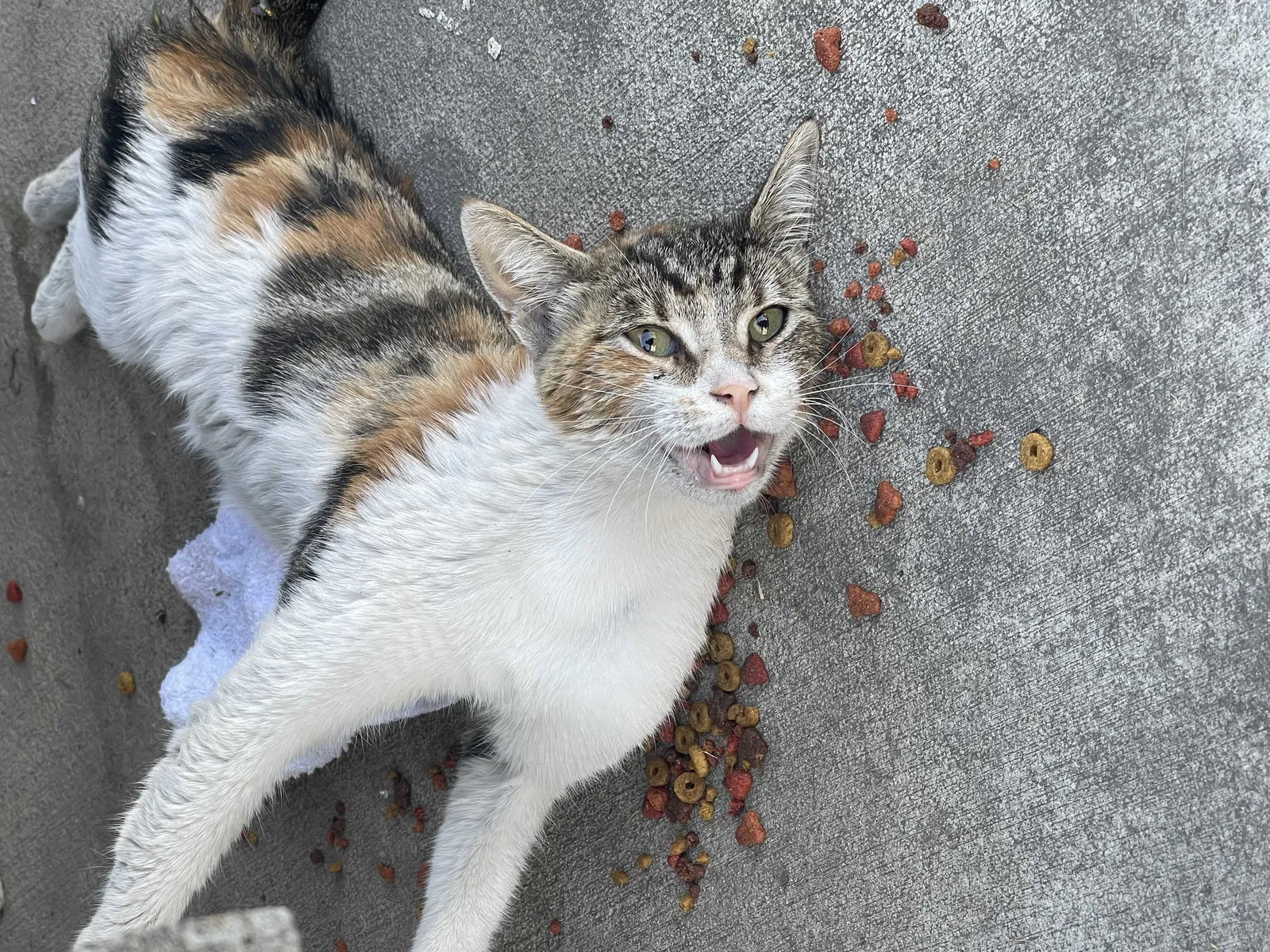 Found cat in Stockton, CA, 95207