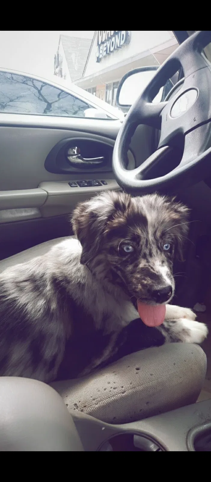 Lost dog in Corsicana, TX, 75110