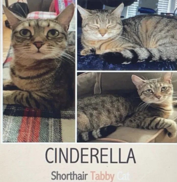Lost cat in Columbia, SC, 29205