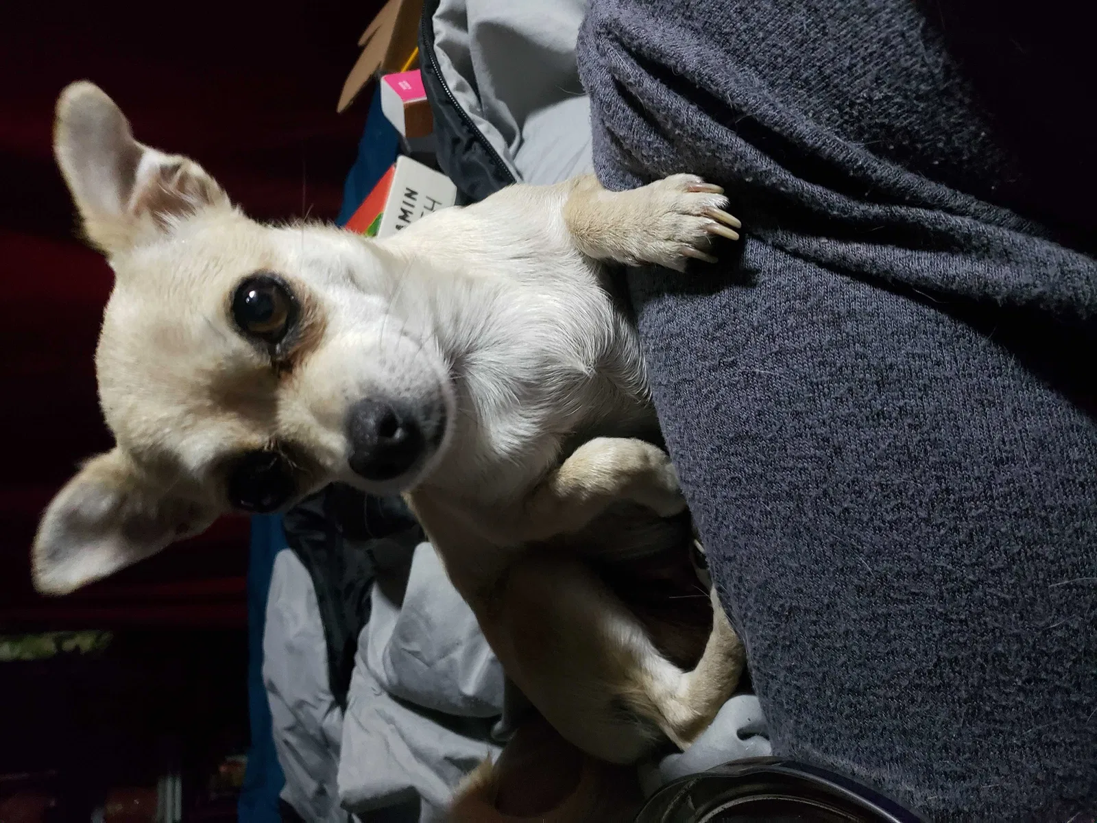 Lost dog in Spokane, WA, 99217