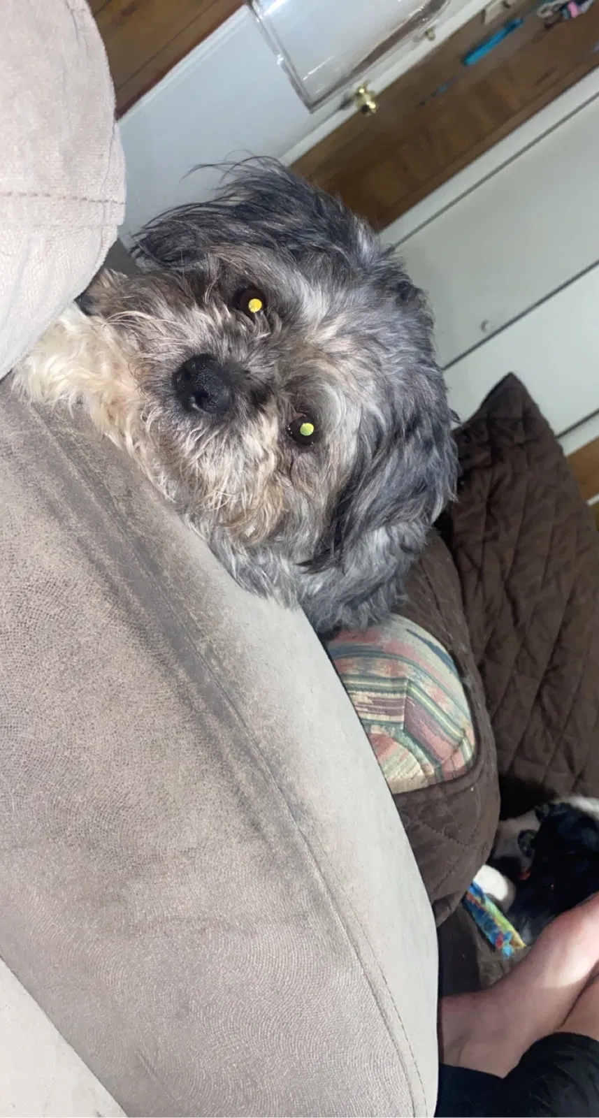 Lost dog in Cowan, TN, 37318