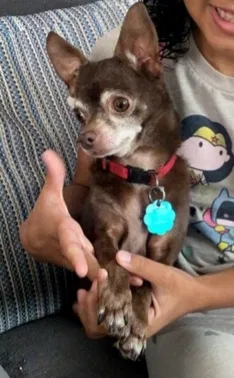 Lost dog in Nampa, ID, 83687
